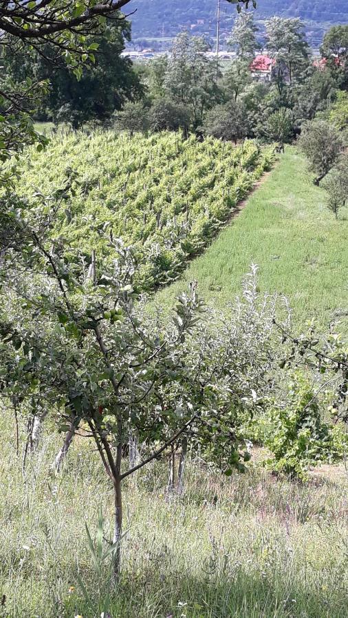 Casa Livada Bunicii Villa Tîrgu Ocna Dış mekan fotoğraf
