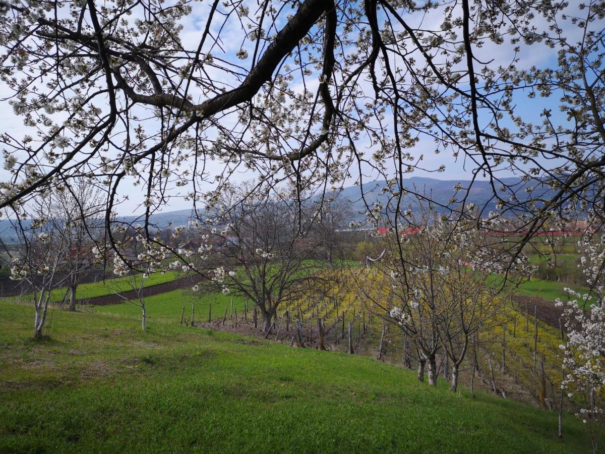 Casa Livada Bunicii Villa Tîrgu Ocna Dış mekan fotoğraf