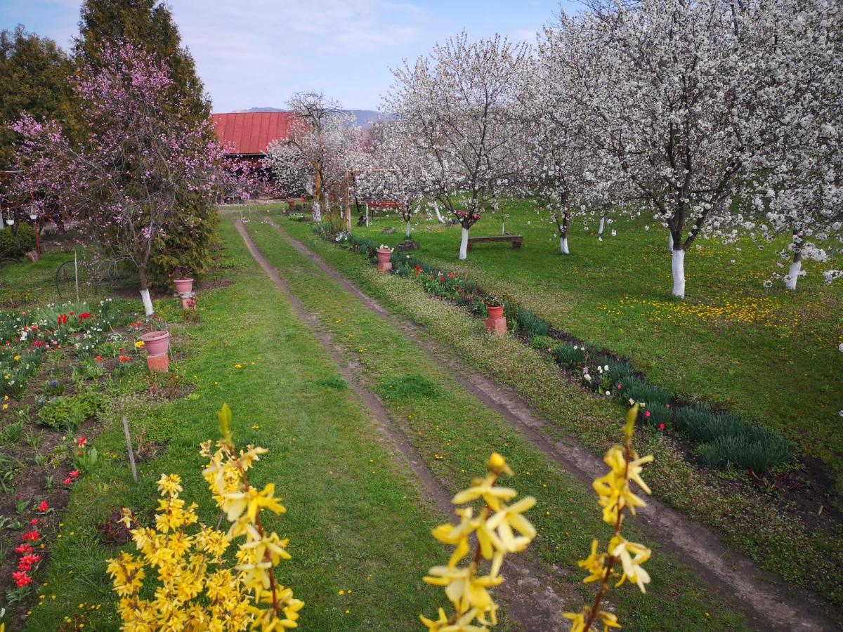 Casa Livada Bunicii Villa Tîrgu Ocna Dış mekan fotoğraf